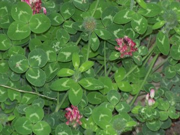 Trifolium pratense